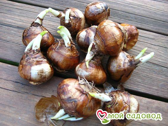 Нарцисс Кримен