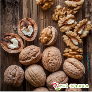 Грецкий Орех Богряный